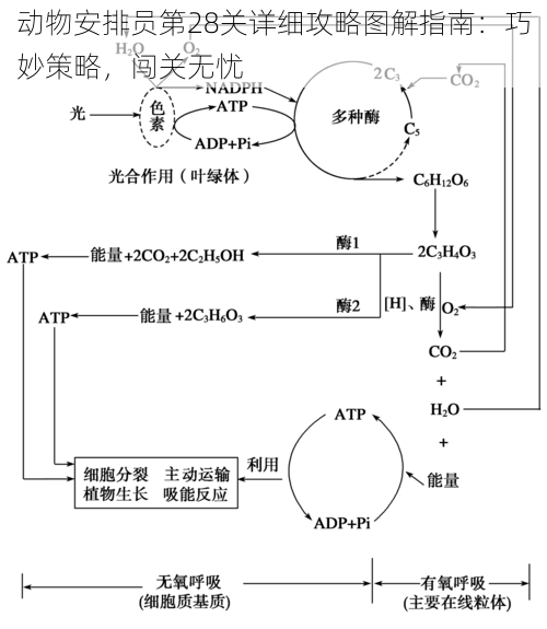 动物安排员第28关详细攻略图解指南：巧妙策略，闯关无忧