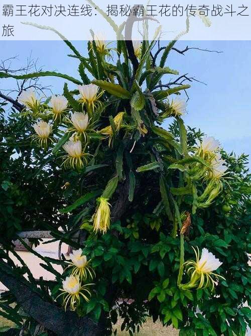 霸王花对决连线：揭秘霸王花的传奇战斗之旅