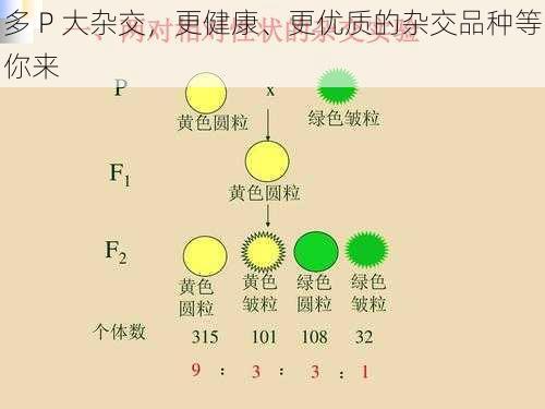 多 P 大杂交，更健康、更优质的杂交品种等你来