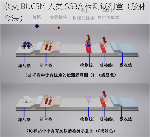 杂交 BUCSM 人类 SSBA 检测试剂盒（胶体金法）