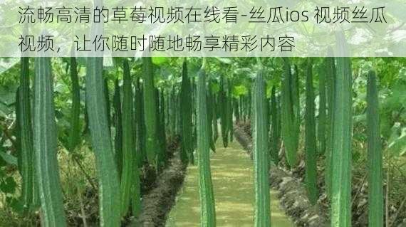 流畅高清的草莓视频在线看-丝瓜ios 视频丝瓜视频，让你随时随地畅享精彩内容