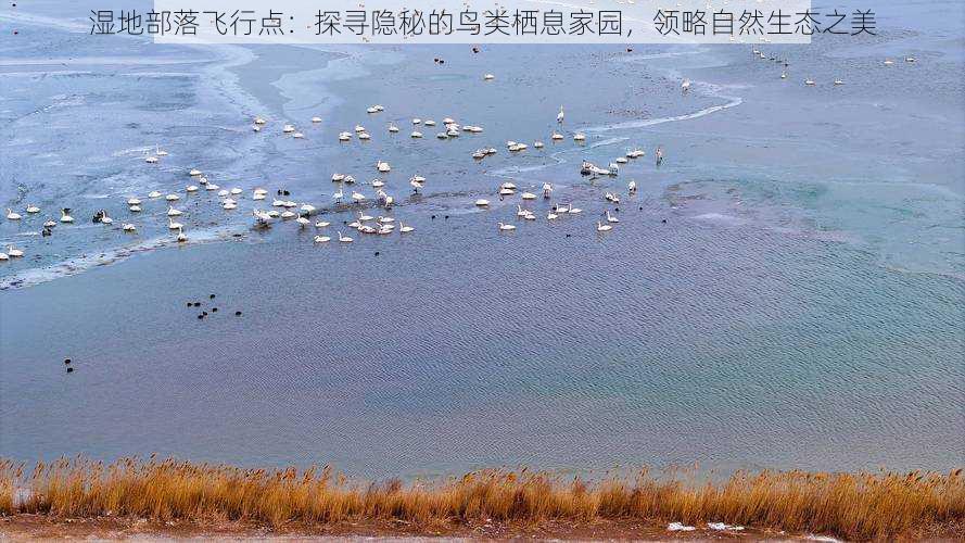 湿地部落飞行点：探寻隐秘的鸟类栖息家园，领略自然生态之美