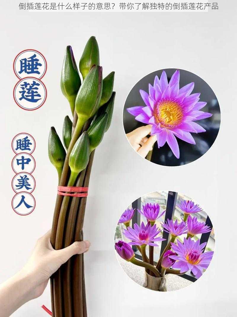 倒插莲花是什么样子的意思？带你了解独特的倒插莲花产品