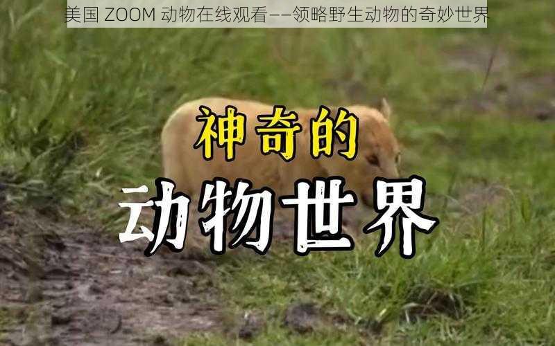 美国 ZOOM 动物在线观看——领略野生动物的奇妙世界