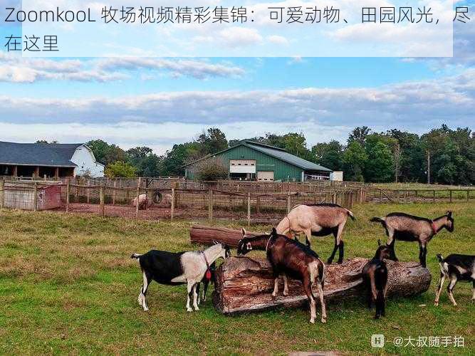 ZoomkooL 牧场视频精彩集锦：可爱动物、田园风光，尽在这里