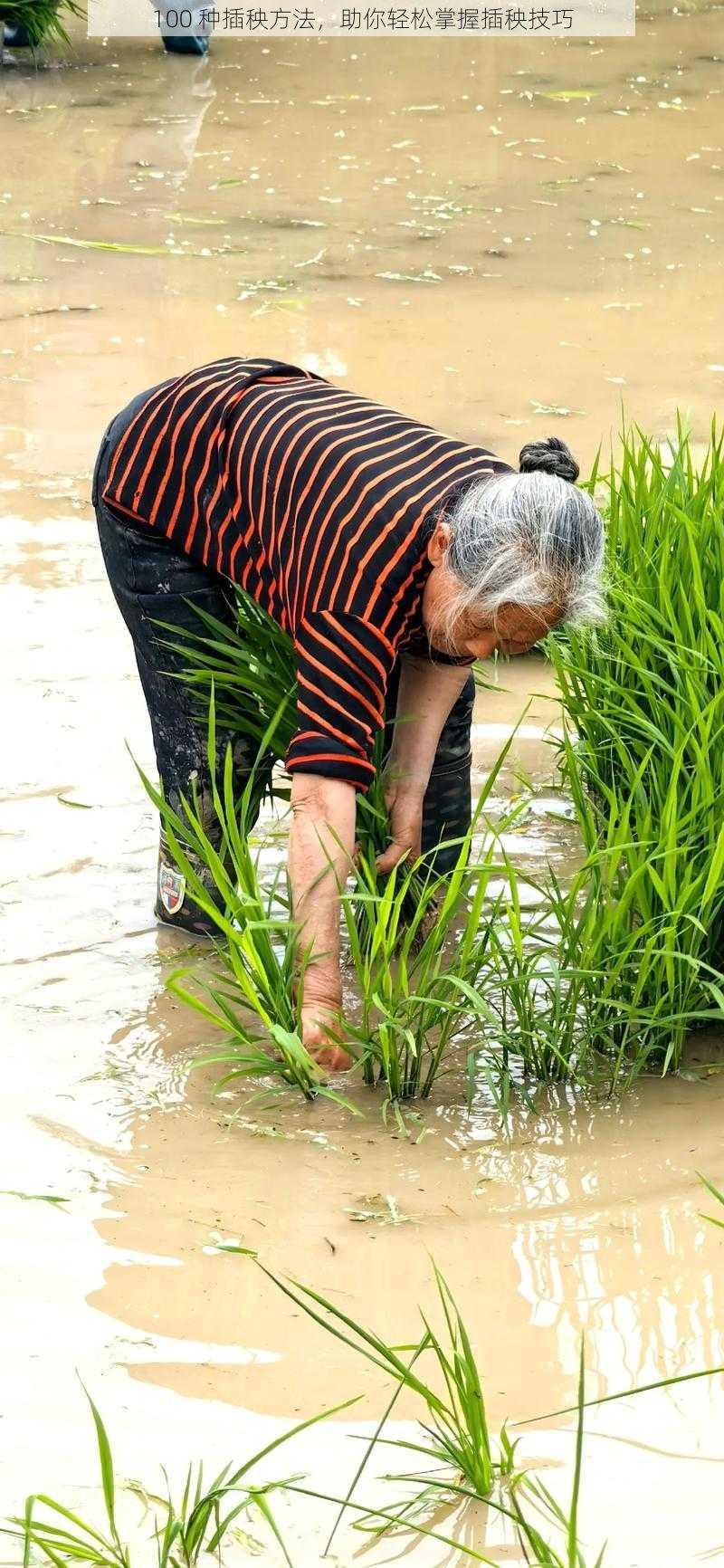 100 种插秧方法，助你轻松掌握插秧技巧