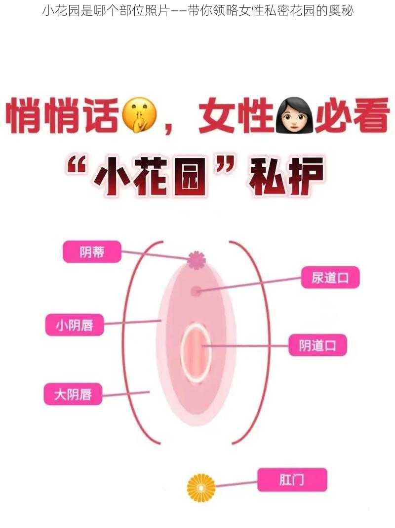 小花园是哪个部位照片——带你领略女性私密花园的奥秘