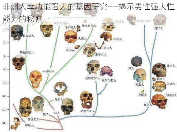 非洲人幸功能强大的基因研究——揭示男性强大性能力的秘密