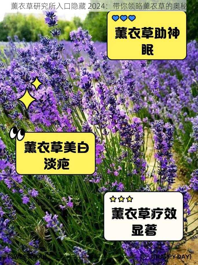 薰衣草研究所入口隐藏 2024：带你领略薰衣草的奥秘