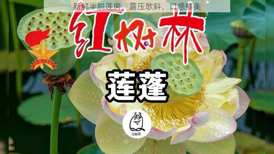 新鲜半脱莲房，露压欹斜，口感鲜美