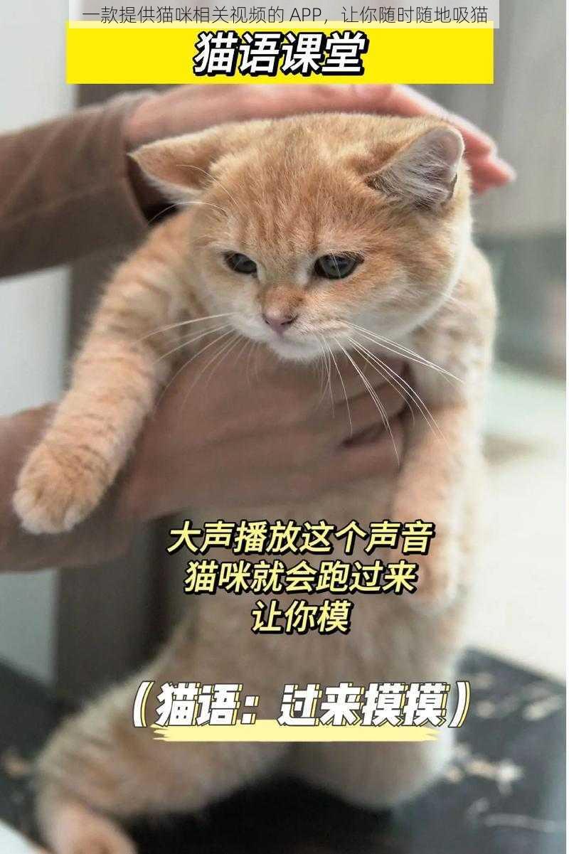 一款提供猫咪相关视频的 APP，让你随时随地吸猫