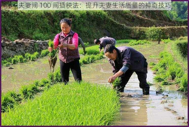 夫妻间 100 间插秧法：提升夫妻生活质量的神奇技巧