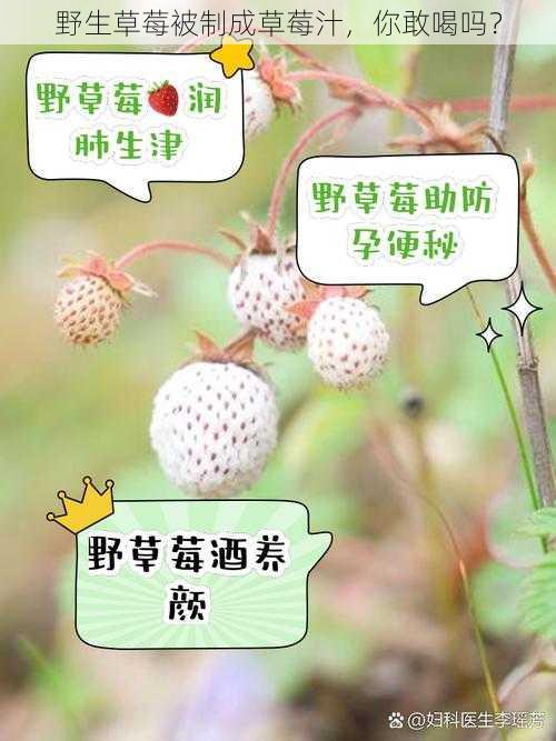 野生草莓被制成草莓汁，你敢喝吗？