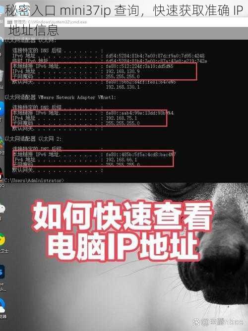 秘密入口 mini37ip 查询，快速获取准确 IP 地址信息